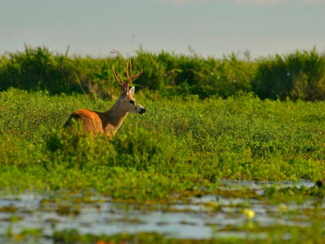 Esteros del Iber�: el coraz�n de Corrientes